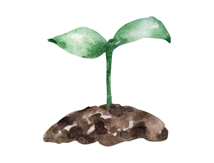 新芽のイラスト