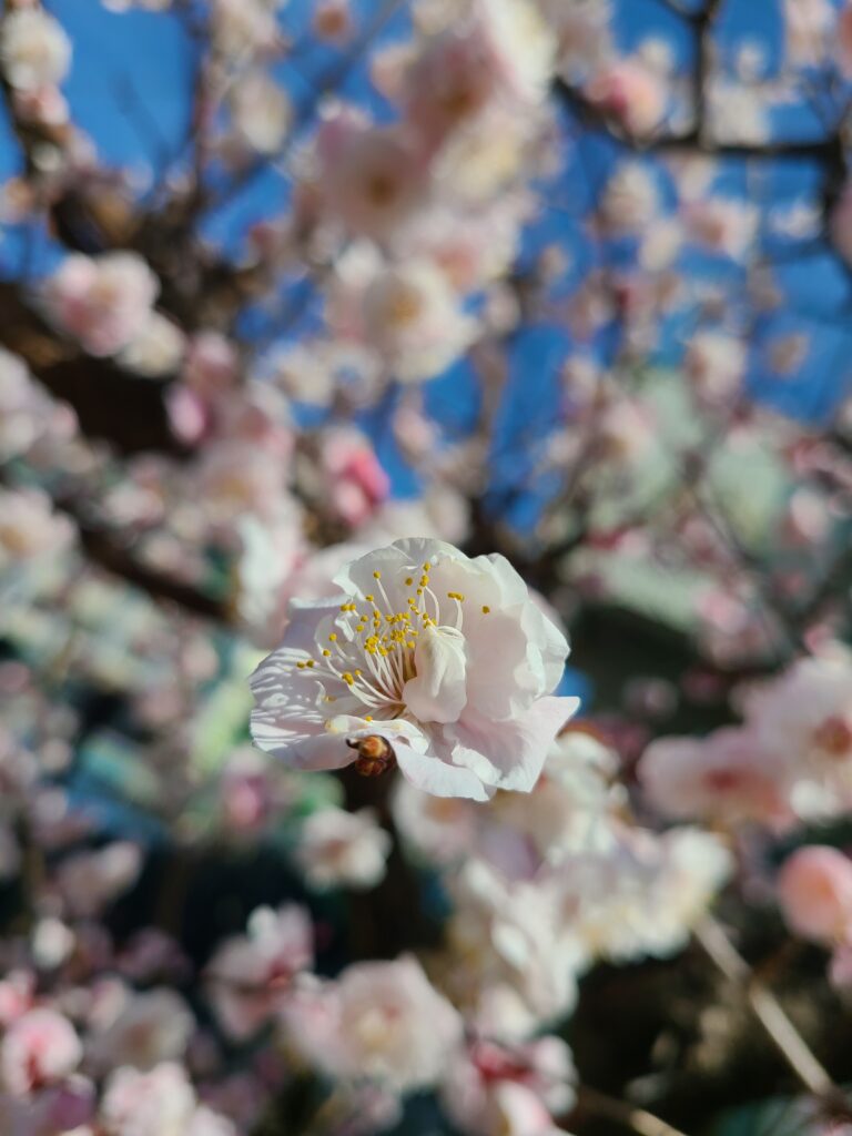 桃の花が咲いているの写真