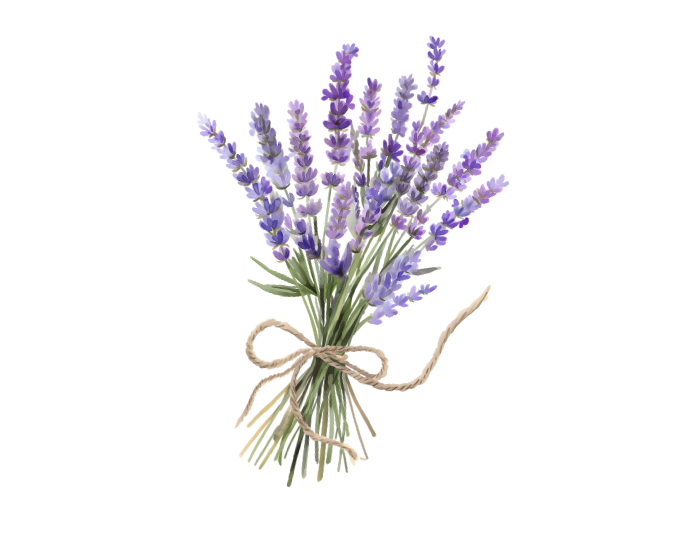 ラベンダーのイラスト