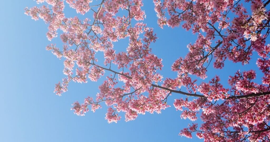 試験に向かう途中に見た桜の木