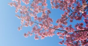 試験に向かう途中に見た桜の木