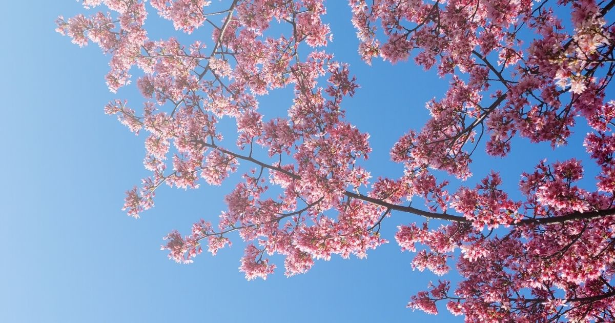 試験に向かう途中に見た桜の木