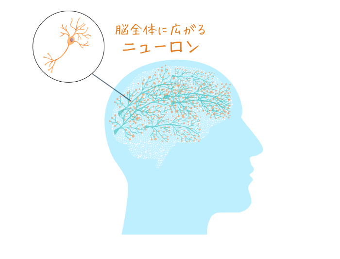 脳全体に広がるニューロン