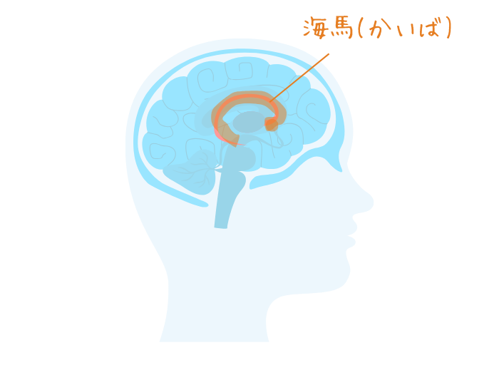 記憶をつかさどる海馬が脳の中心にあるイラスト